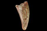 Fossil Phytosaur Tooth - New Mexico #133336-1
